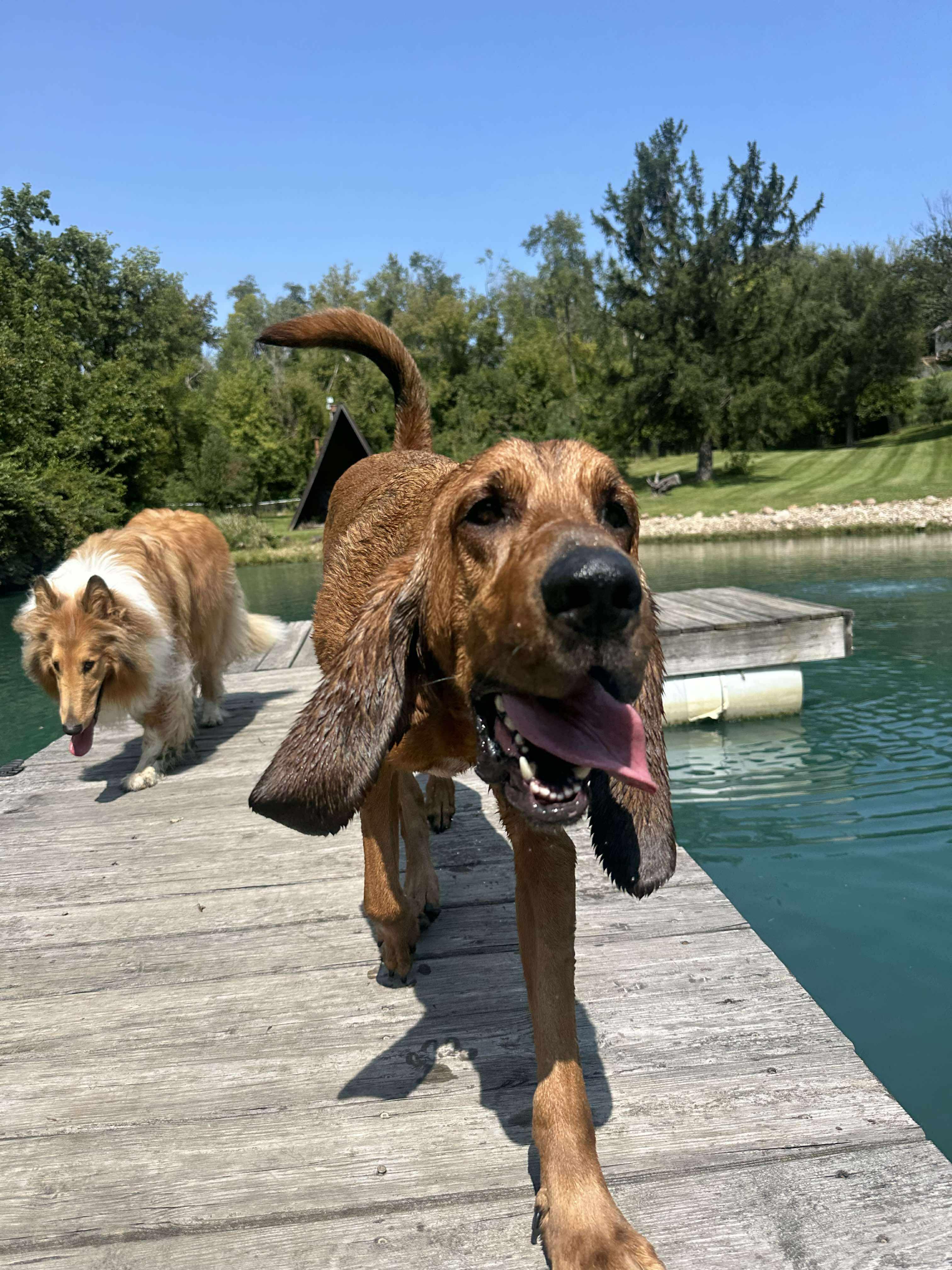 Coe, an adoptable Bloodhound in Cedar Rapids, IA, 52403 | Photo Image 1