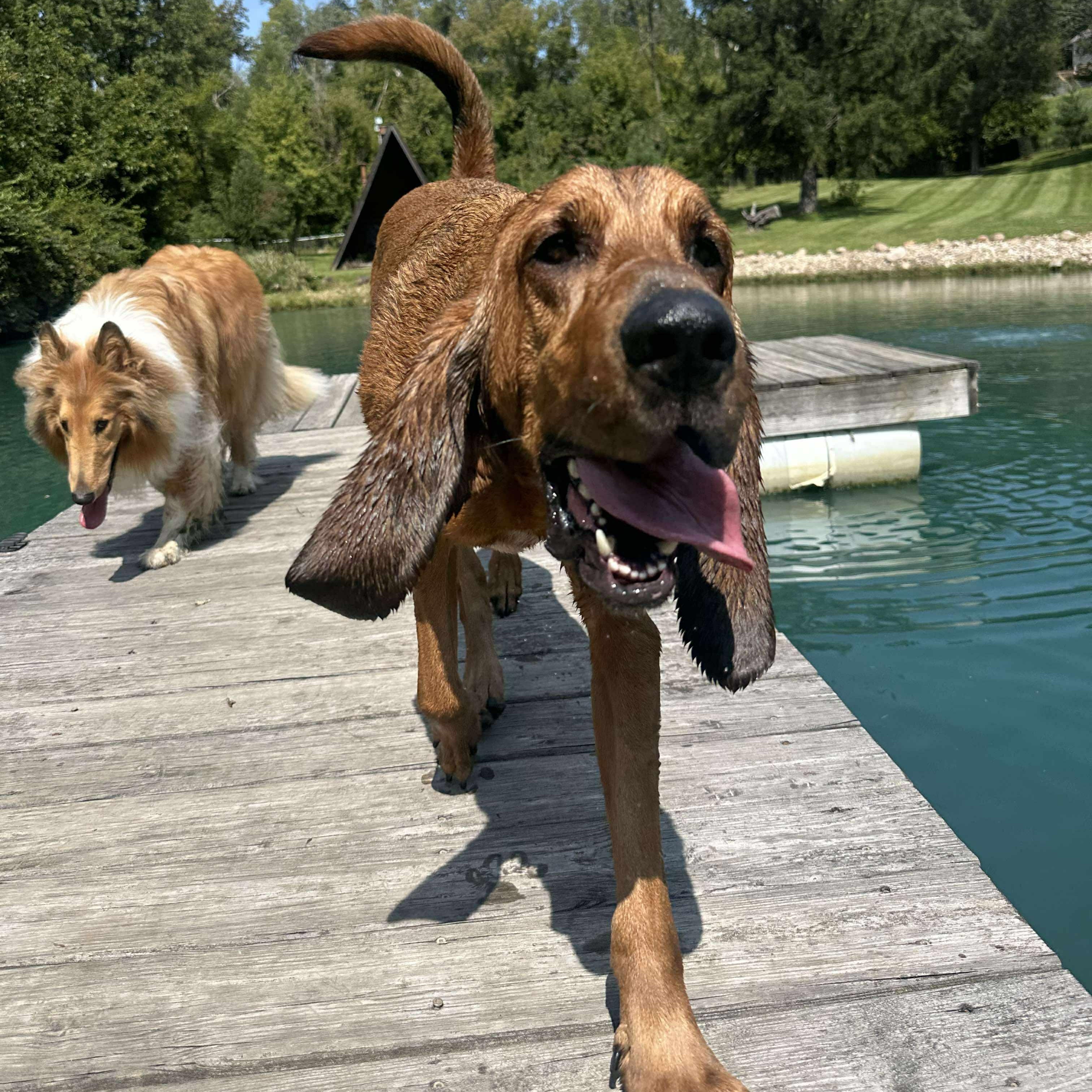 Coe, a Adoptable Bloodhound in Cedar Rapids, IA image 2/6