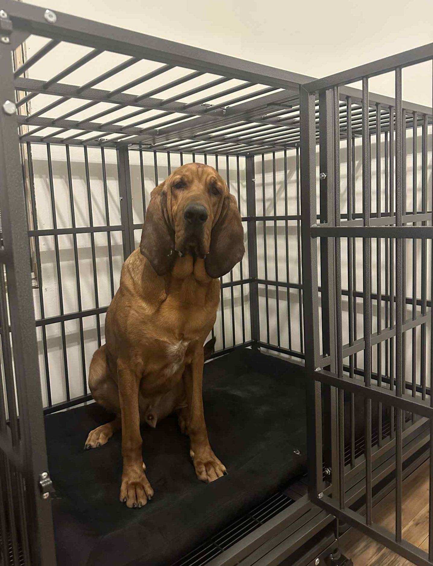 Coe, a Adoptable Bloodhound in Cedar Rapids, IA image 5/6