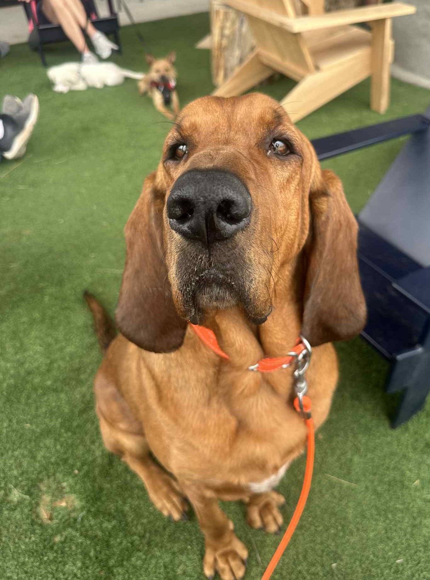Coe, a Adoptable Bloodhound in Cedar Rapids, IA image 1/6