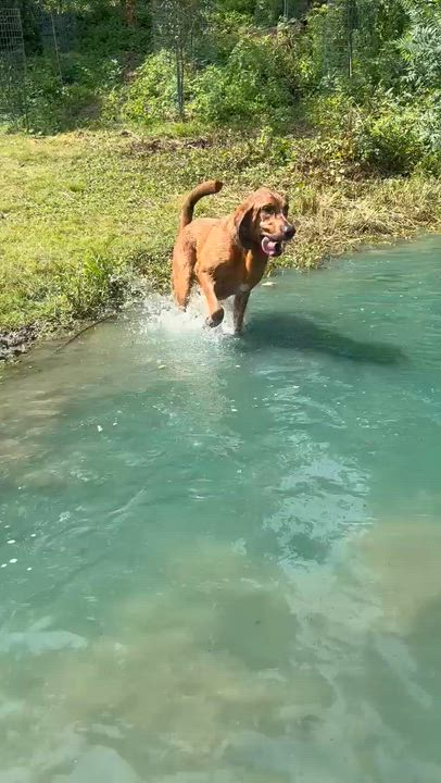 Enlarge Coe, a Adoptable Bloodhound in Cedar Rapids, IA video 3/6