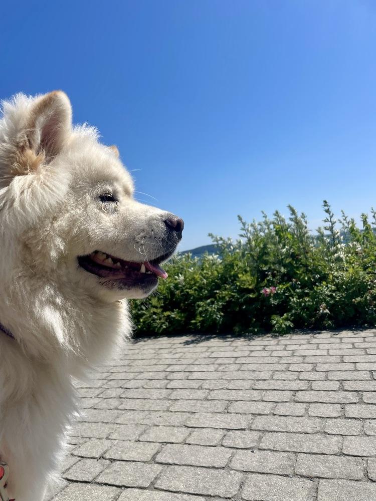 Enlarge Sora, a Adoptable mixed breed in Trenton, ME image 4/6