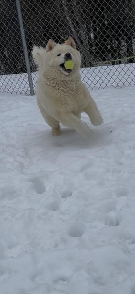 Enlarge Sora, a Adoptable mixed breed in Trenton, ME image 4/6