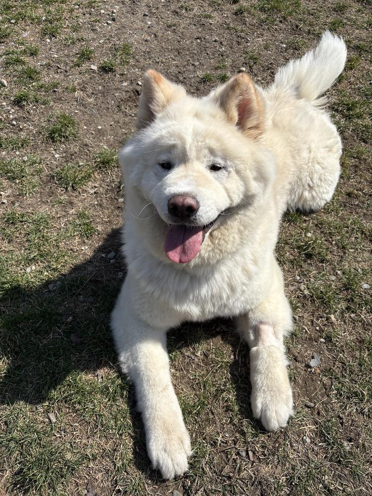 Enlarge Sora, a Adoptable mixed breed in Trenton, ME image 5/6