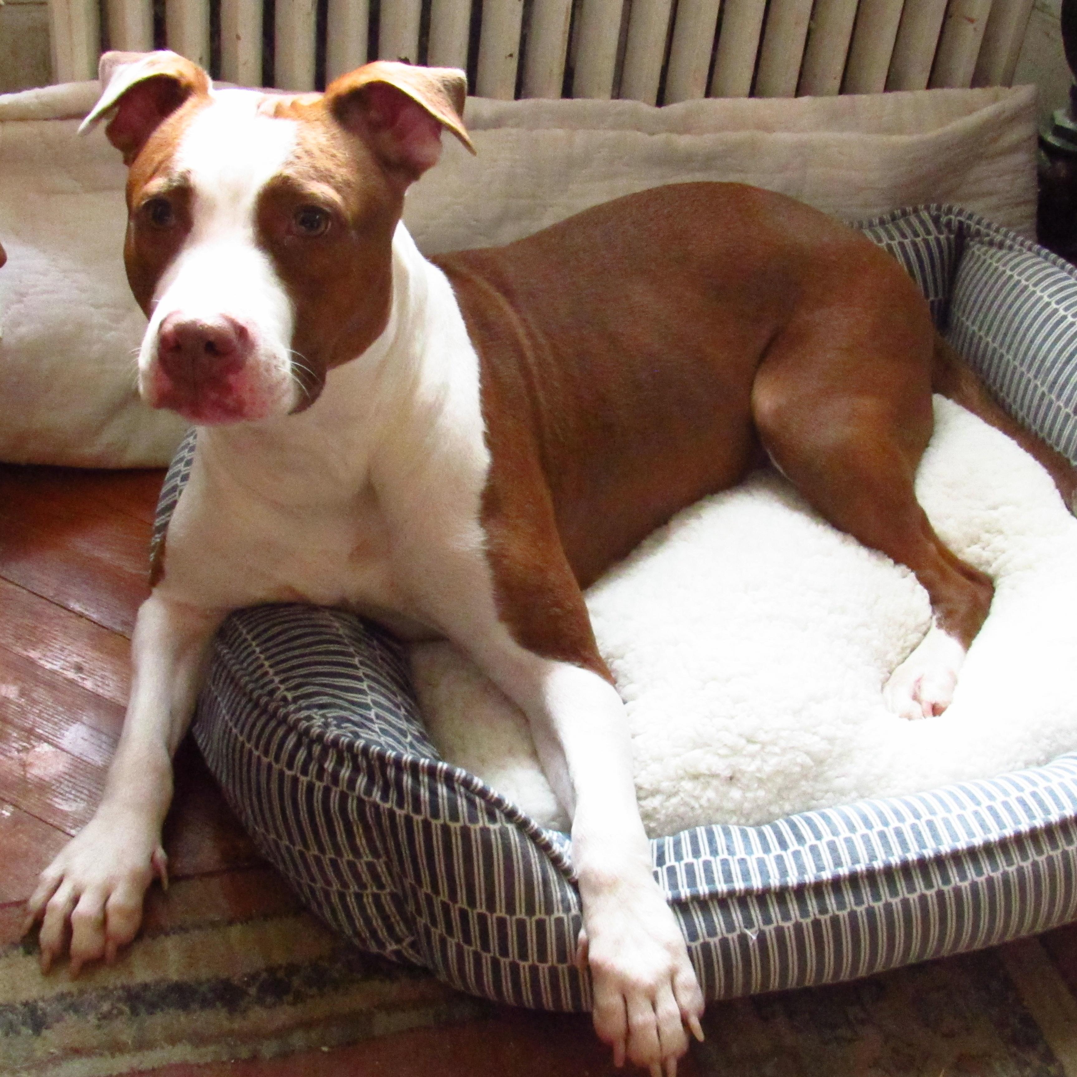 Bella Brown