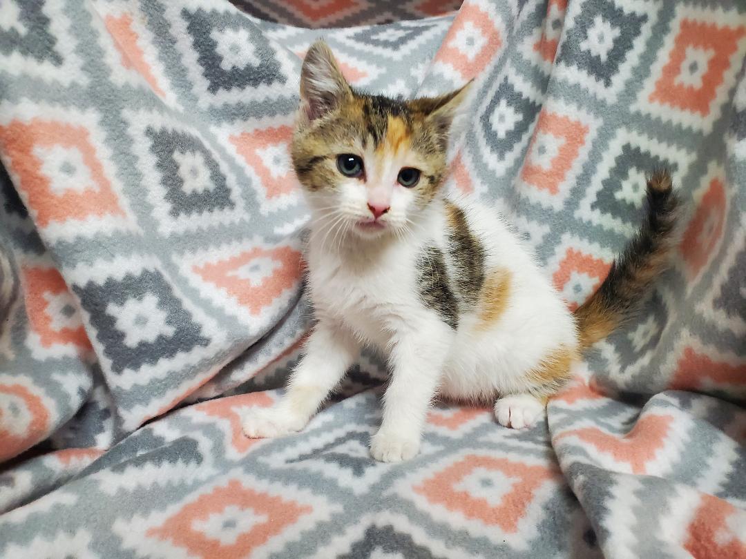 Khloe, Adoptable, Kitten Male Calico & Domestic Medium Hair.