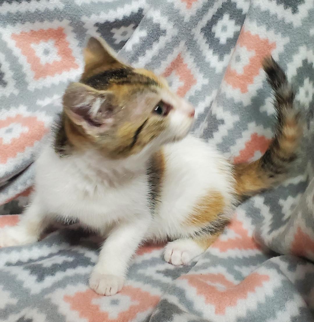 Enlarge Khloe, a Adoptable mixed breed in Howell, MI image 2/3