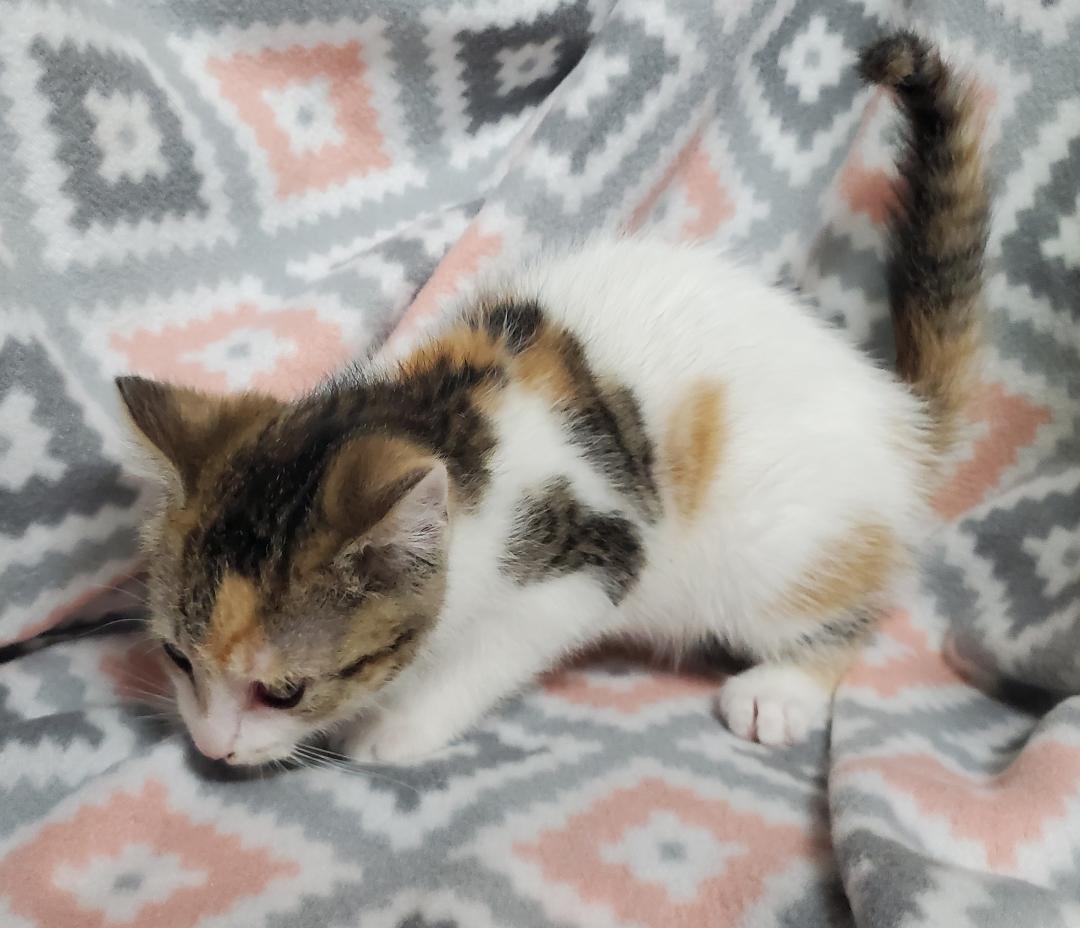 Enlarge Khloe, a Adoptable mixed breed in Howell, MI image 3/3