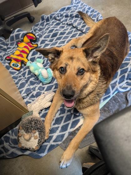 Enlarge Koda, a Adoptable mixed breed in Bellevue, WA image 1/3