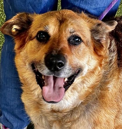 Enlarge Koda, a Adoptable mixed breed in Bellevue, WA image 2/3