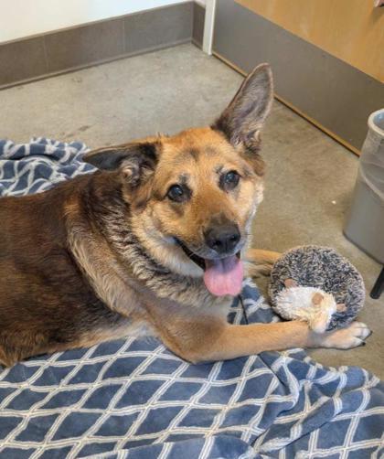 Enlarge Koda, a Adoptable mixed breed in Bellevue, WA image 3/3