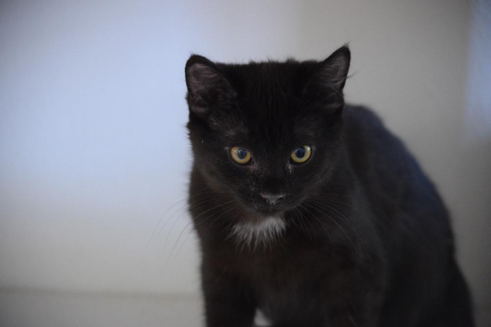 Donnie, Adopted, Kitten Male Extra-Toes Cat / Hemingway Polydactyl.