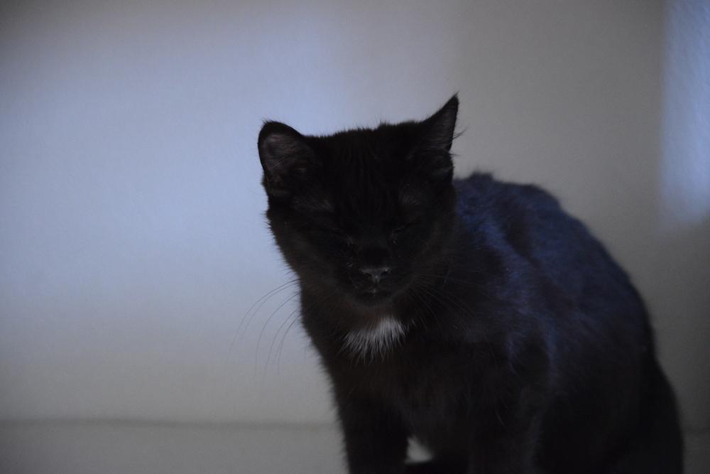 Donnie, a Adopted mixed breed in Salmon, ID image 2/4