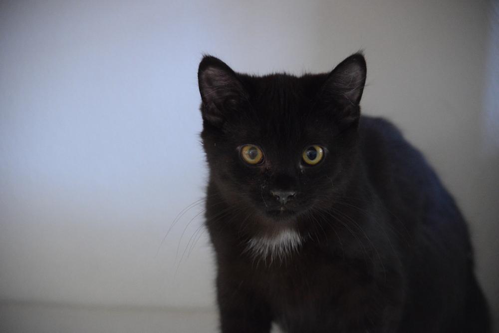 Donnie, a Adopted mixed breed in Salmon, ID image 3/4