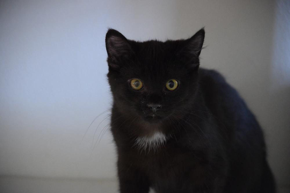 Donnie, a Adopted mixed breed in Salmon, ID image 4/4