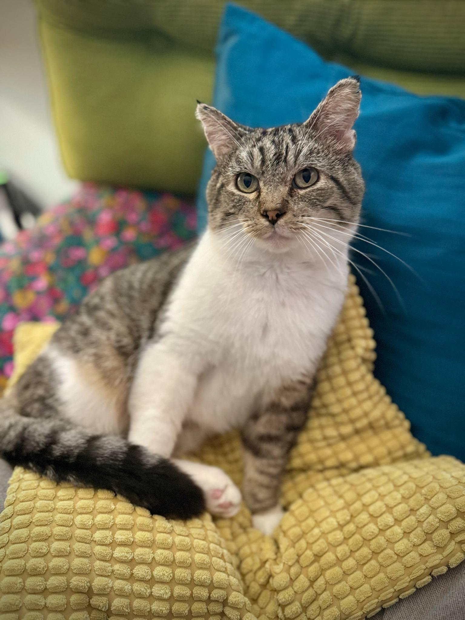 Owlbert (bonded with Lucy), Adult Male Domestic Short Hair