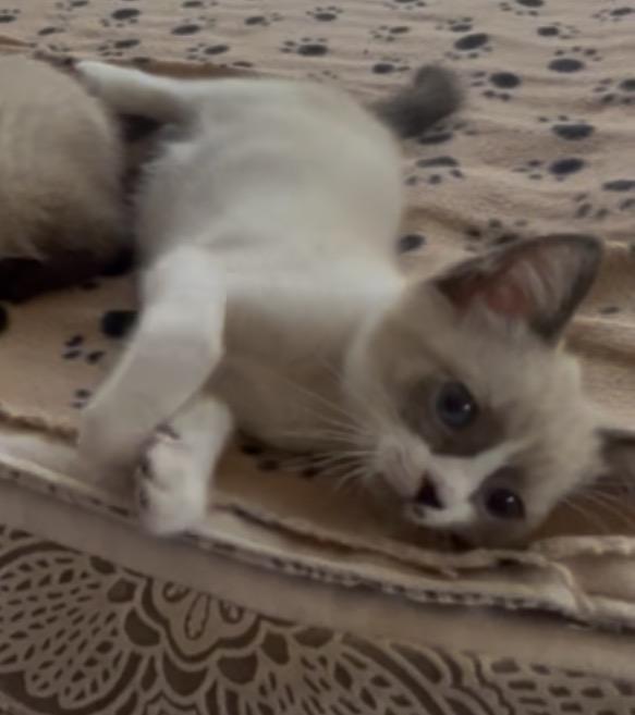 Gracie, Adopted, Kitten Female Siamese.