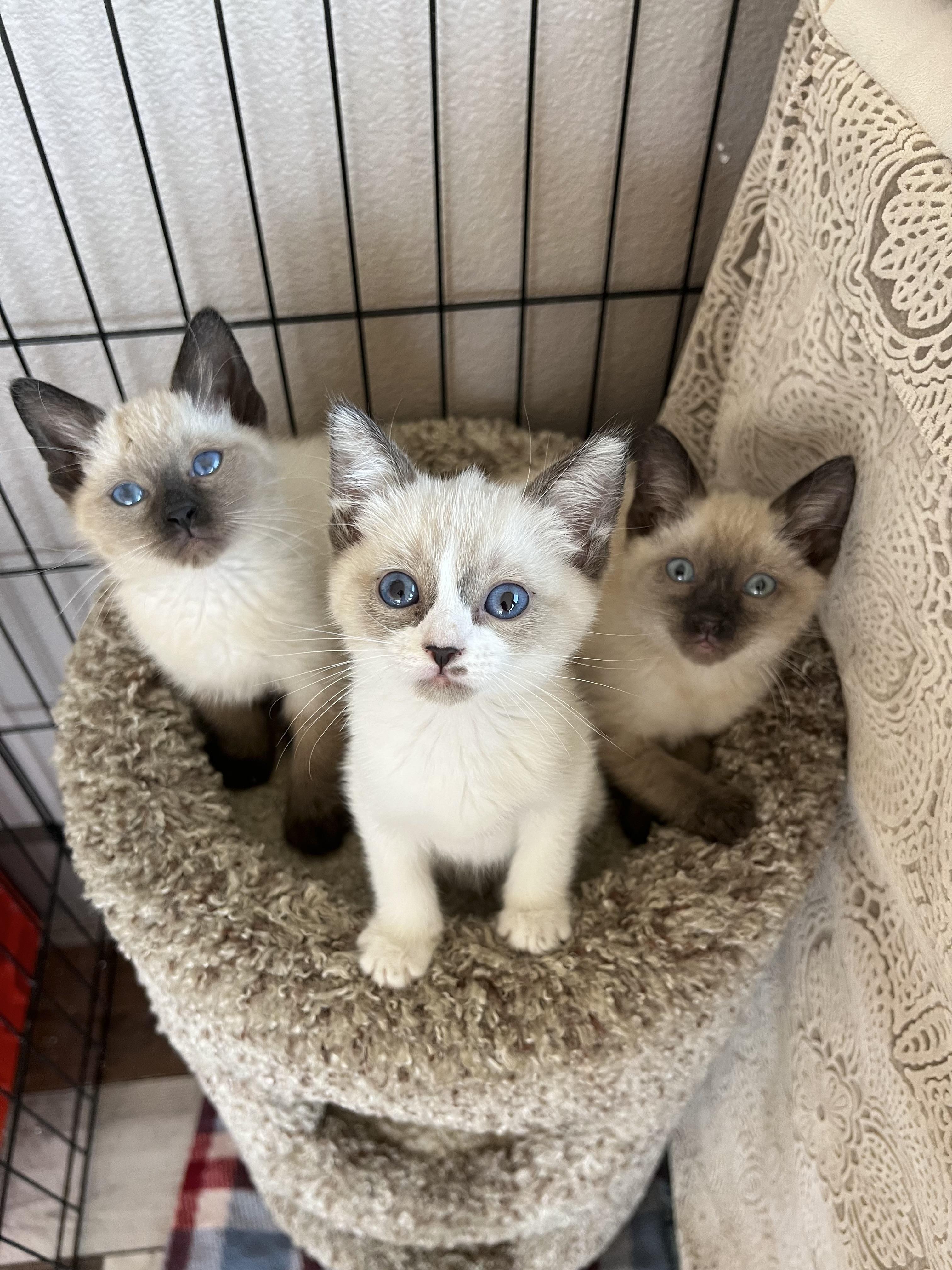 Gracie, a Adopted Siamese in Rio Linda, CA image 2/2