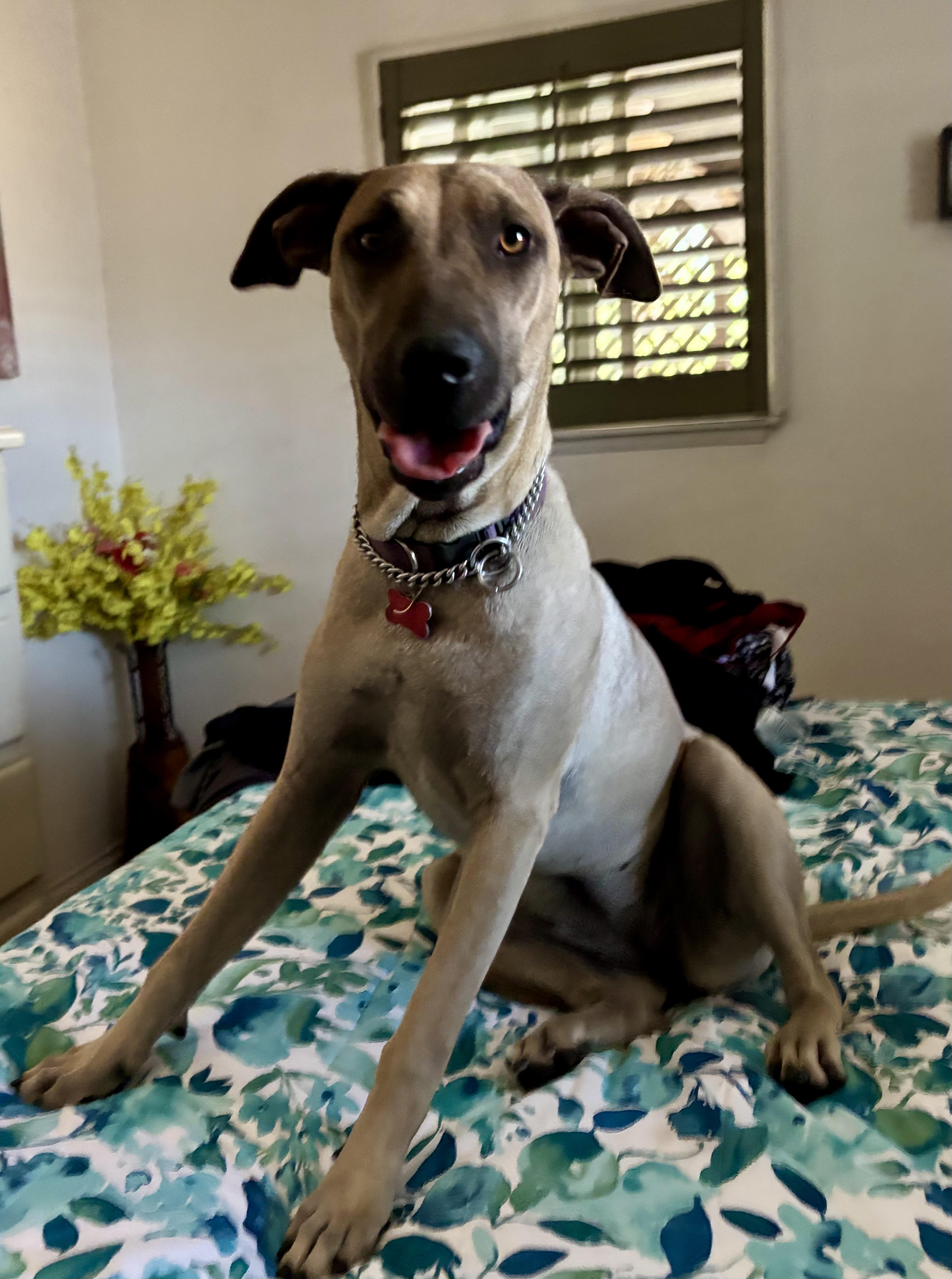 Leilani, Adoptable, Young Female Belgian Shepherd / Malinois & German Shepherd Dog.