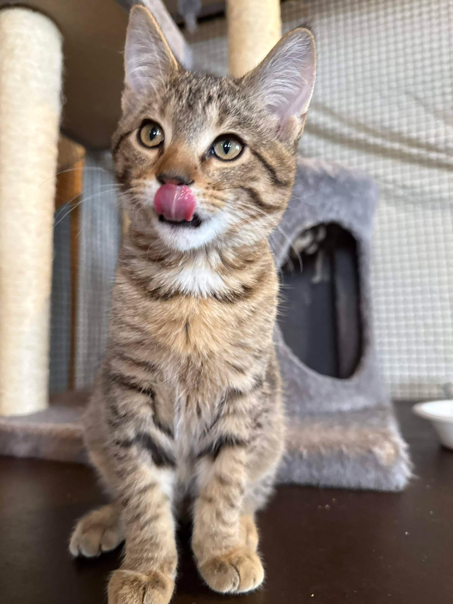 Enlarge Cedar, a ADOPTABLE Domestic Short Hair in Shakopee, MN image 3/4