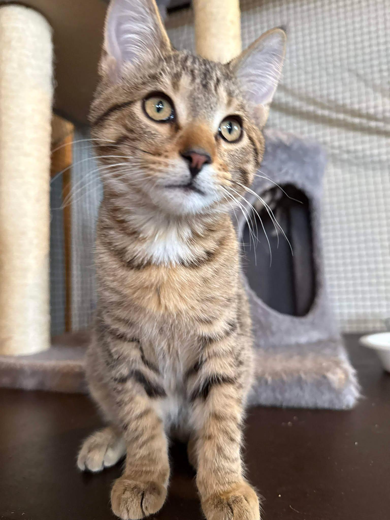 Enlarge Cedar, a ADOPTABLE Domestic Short Hair in Shakopee, MN image 2/4