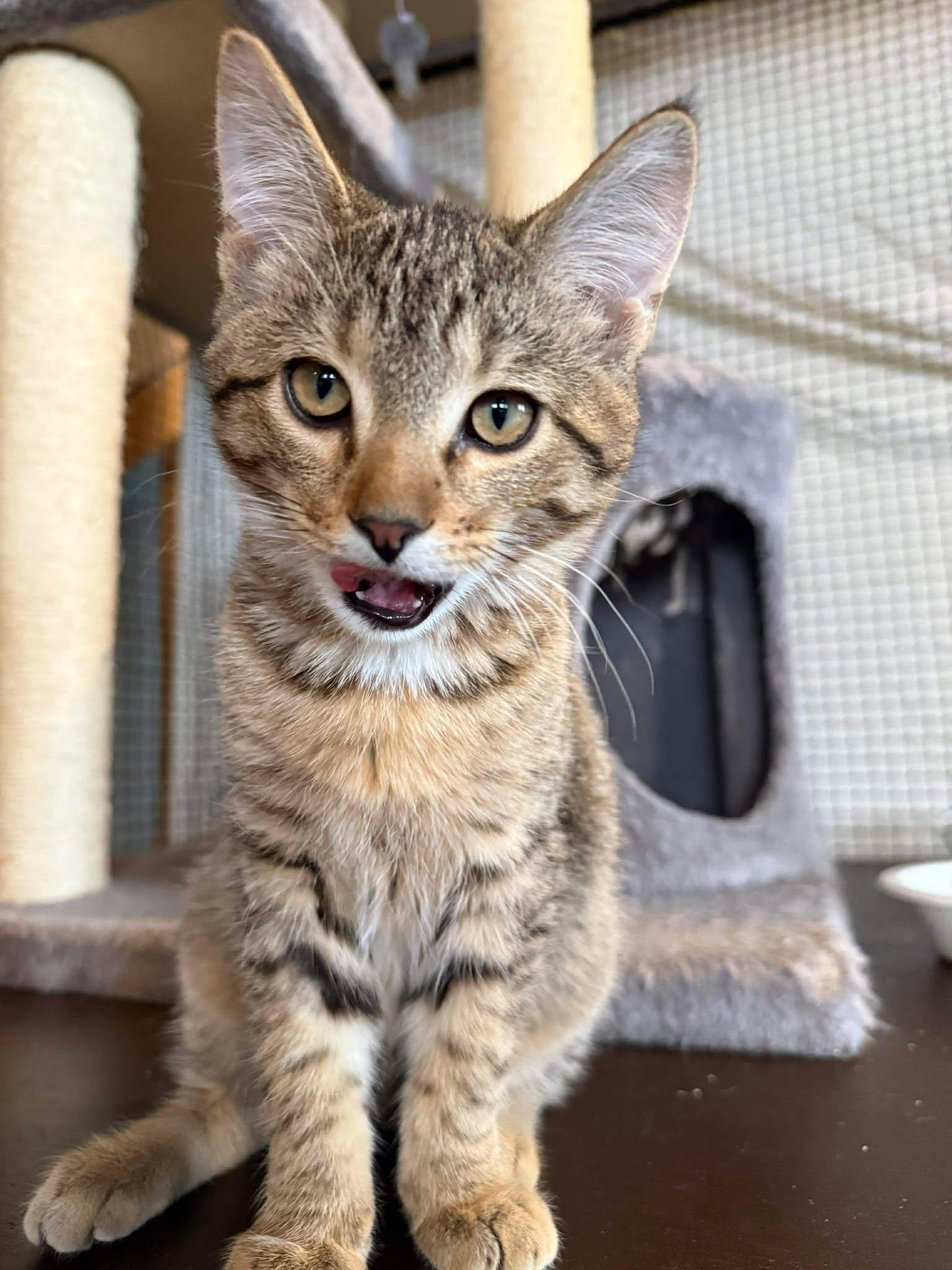 Enlarge Cedar, a ADOPTABLE Domestic Short Hair in Shakopee, MN image 4/4