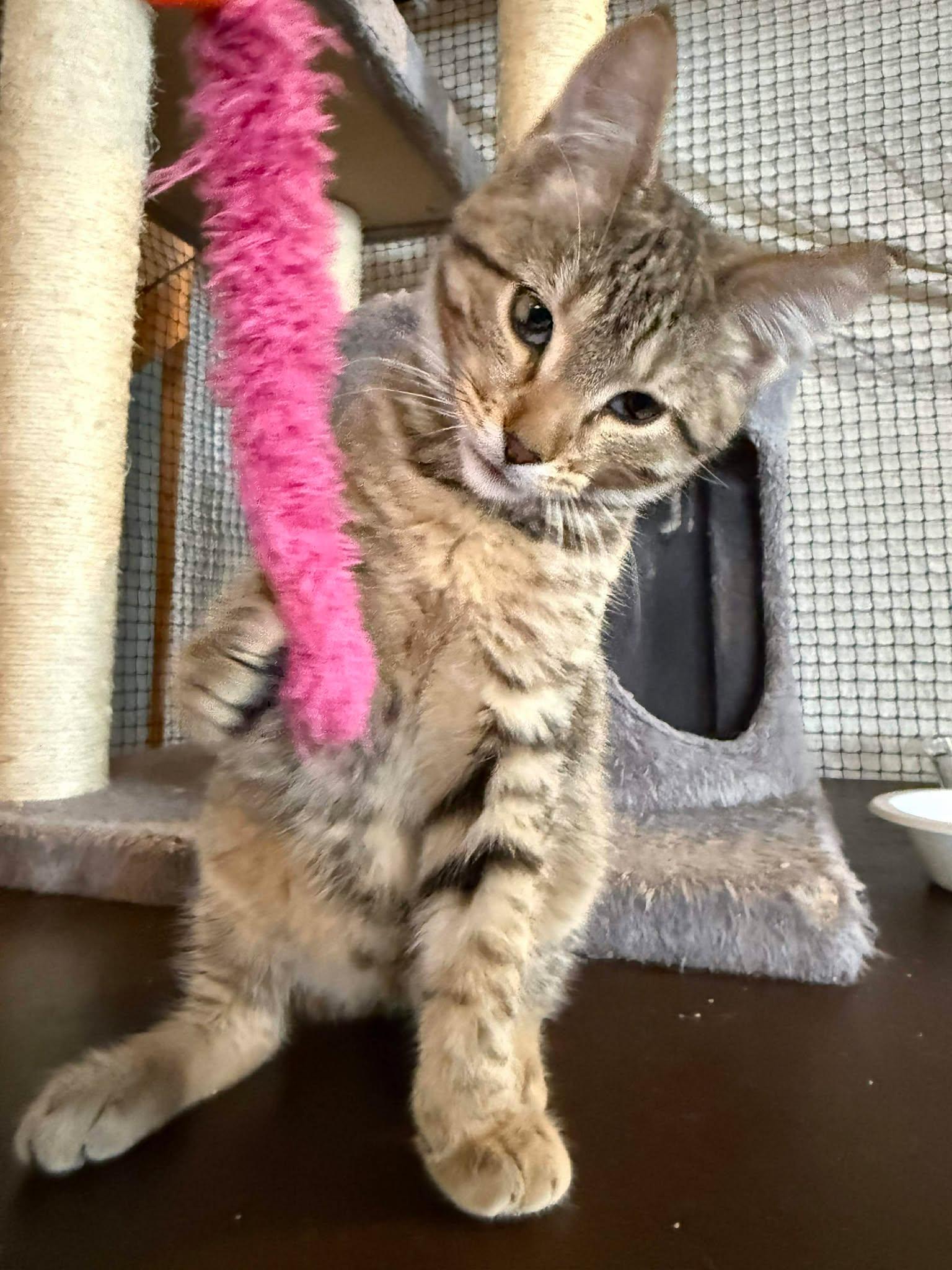 Enlarge Cedar, a ADOPTABLE Domestic Short Hair in Shakopee, MN image 1/4