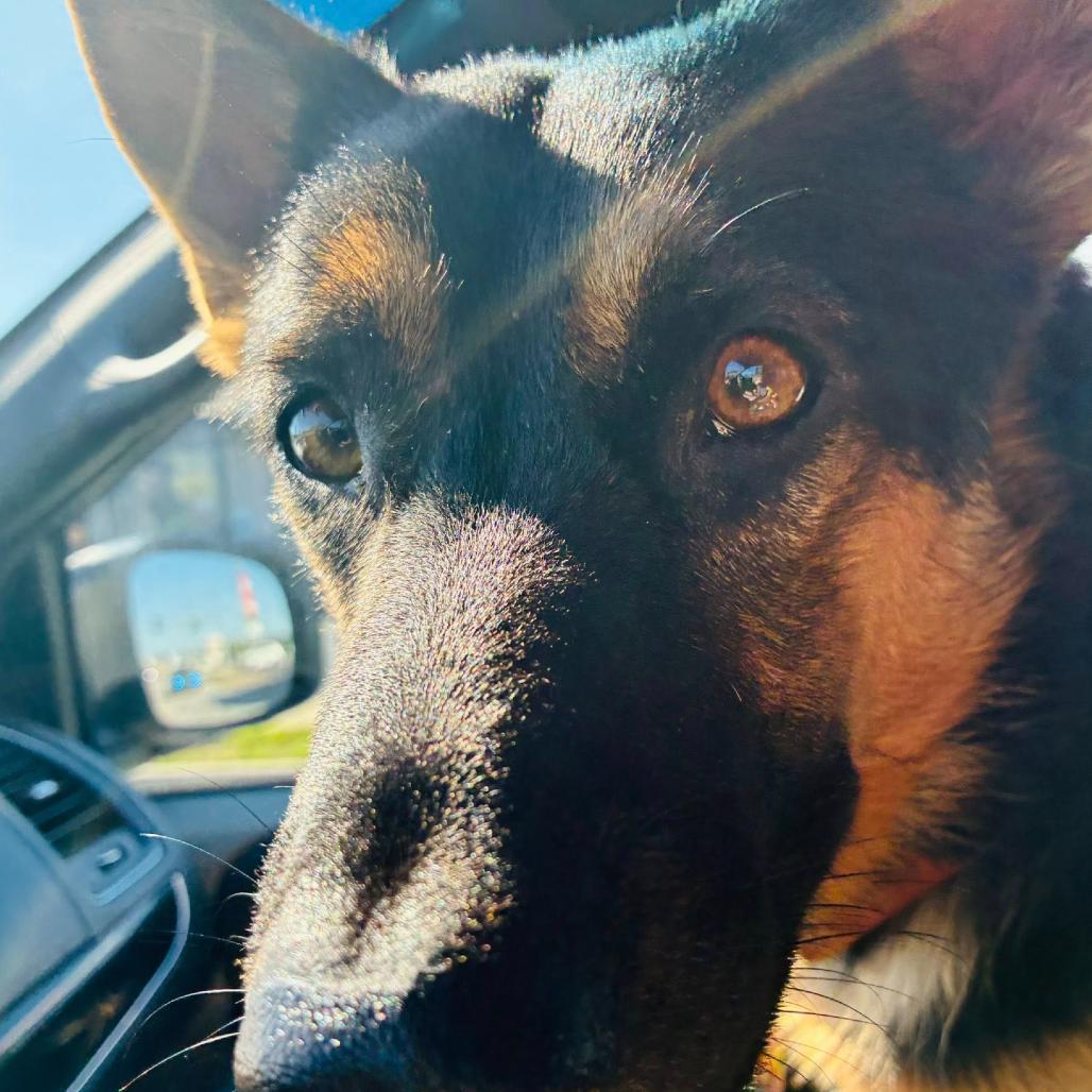 Enlarge Kraut, a Adoptable German Shepherd Dog in Rogersville, MO image 1/2