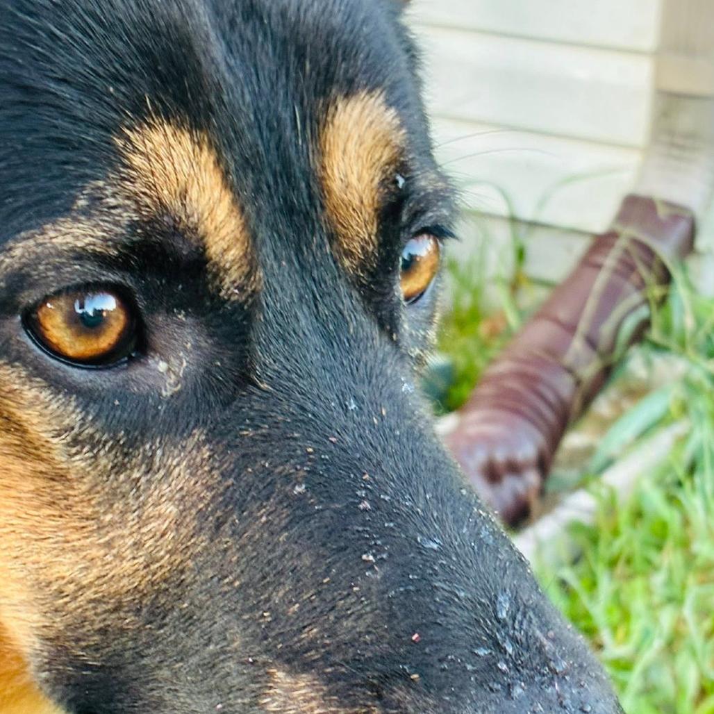 Enlarge Kraut, a Adoptable German Shepherd Dog in Rogersville, MO image 2/2