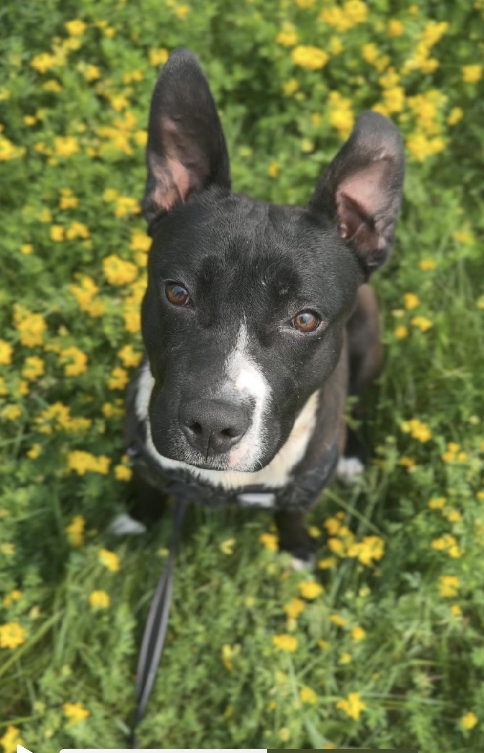 Rip, an adoptable Mixed Breed in Hackensack, MN, 56452 | Photo Image 1