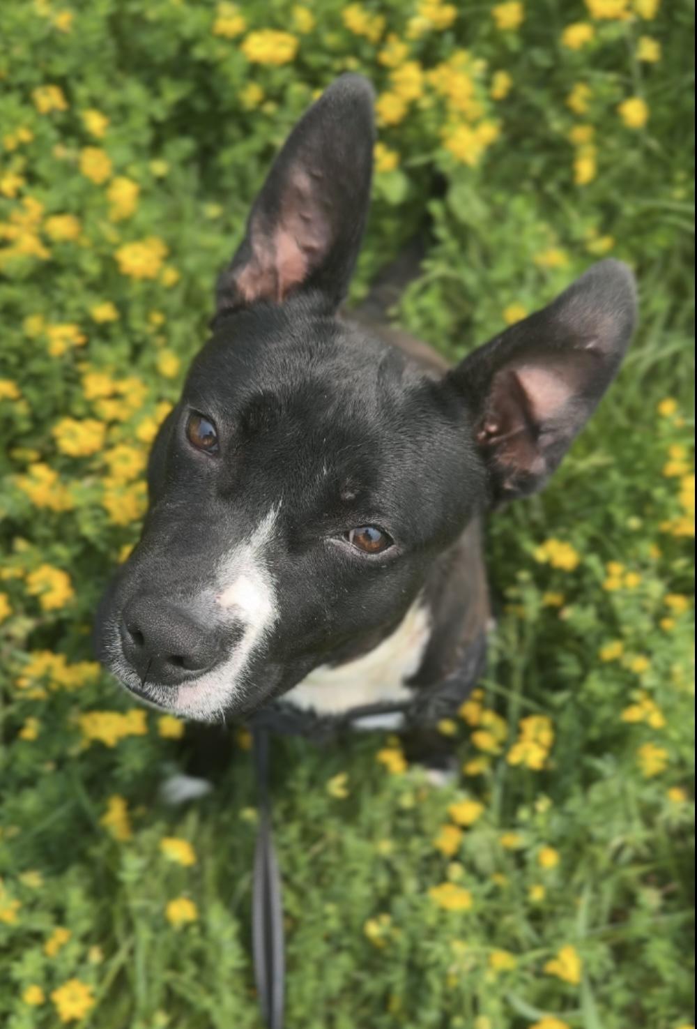 Rip, an adoptable Mixed Breed in Hackensack, MN, 56452 | Photo Image 2