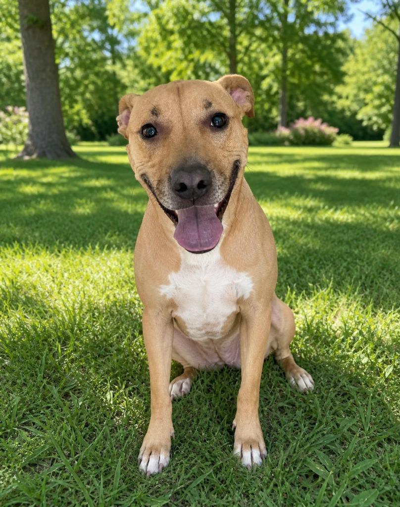 MJ, Adoptable, Adult Female Pit Bull Terrier.