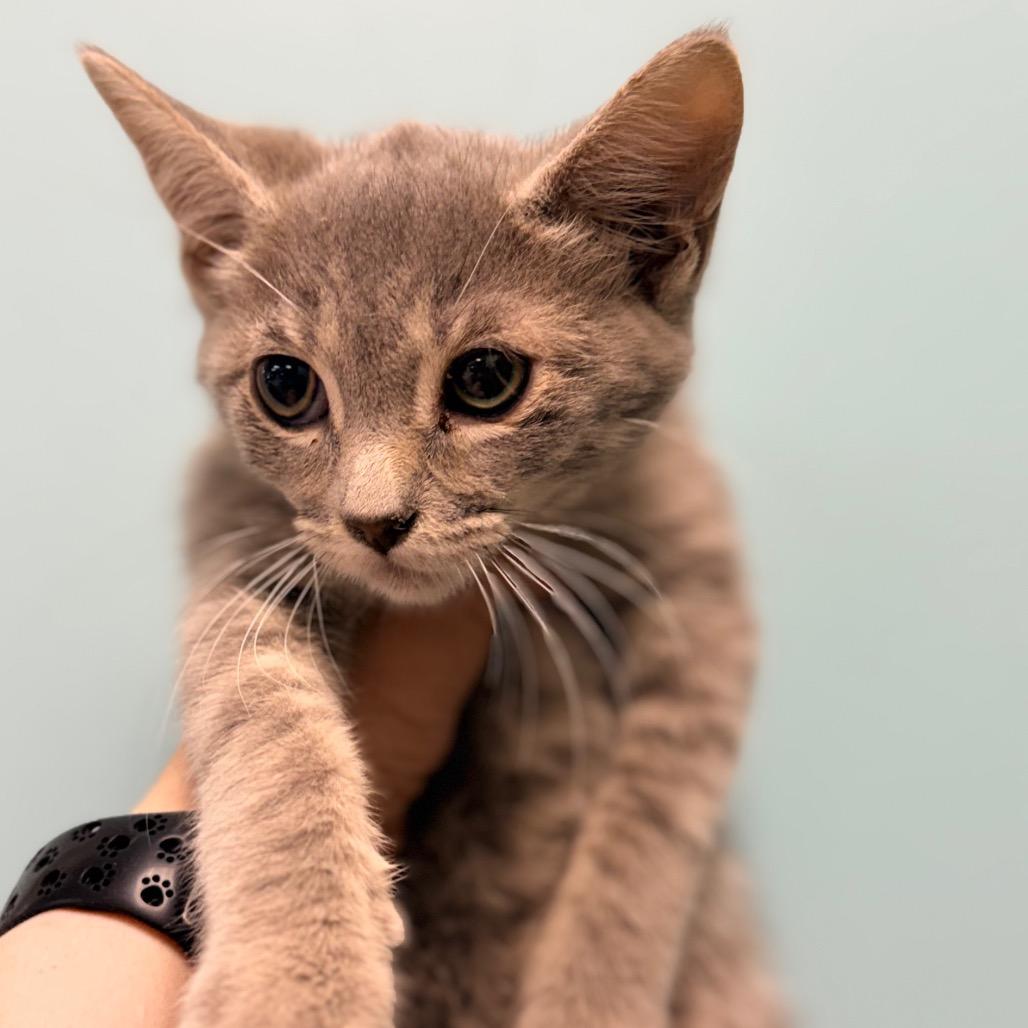 Enlarge Ares, a Adoptable Domestic Short Hair in Columbus, GA image 1/1