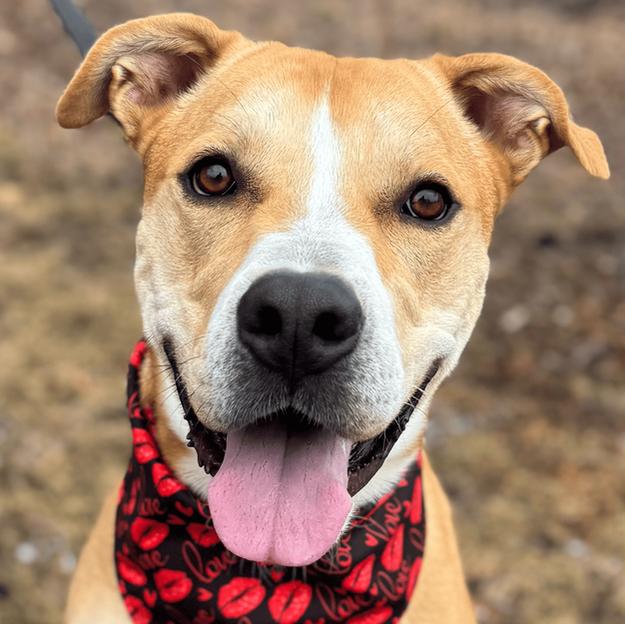 Rocky, Young Male Boxer