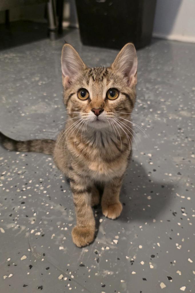 Clover (Pickles 3), Adoptable, Kitten Female Domestic Short Hair.