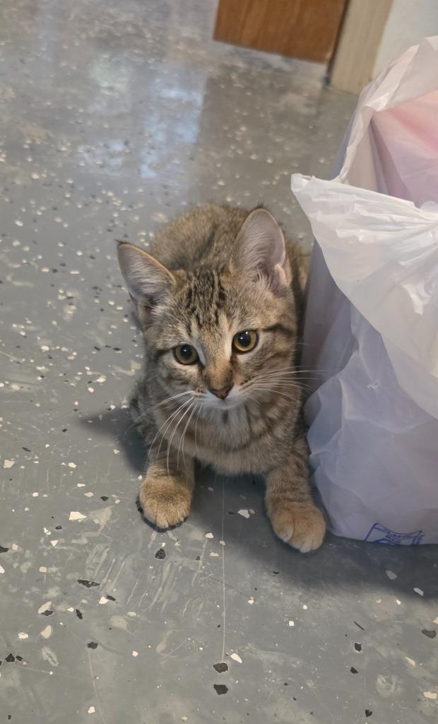 Enlarge Clover (Pickles 3), a Adoptable mixed breed in Miami, OK image 4/5
