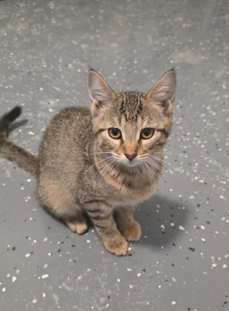 Enlarge Clover (Pickles 3), a Adoptable mixed breed in Miami, OK image 5/5