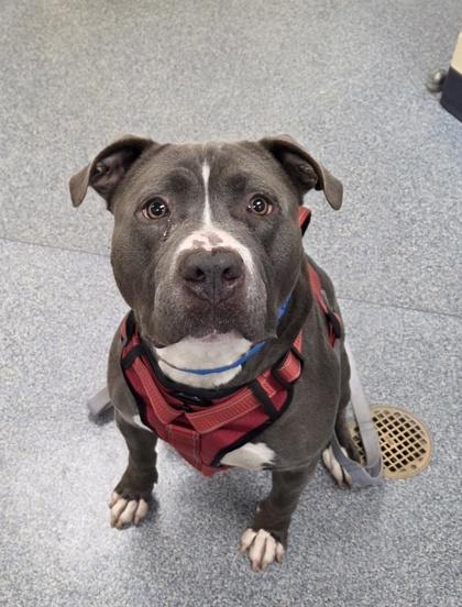 Blue Bear, Adoptable, Adult Male Pit Bull Terrier & Mixed Breed.
