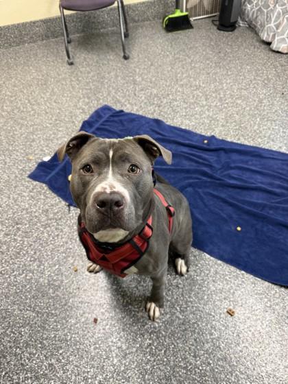 Enlarge Blue Bear, a Adoptable mixed breed in Westland, MI image 2/3