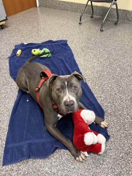 Enlarge Blue Bear, a Adoptable mixed breed in Westland, MI image 3/3