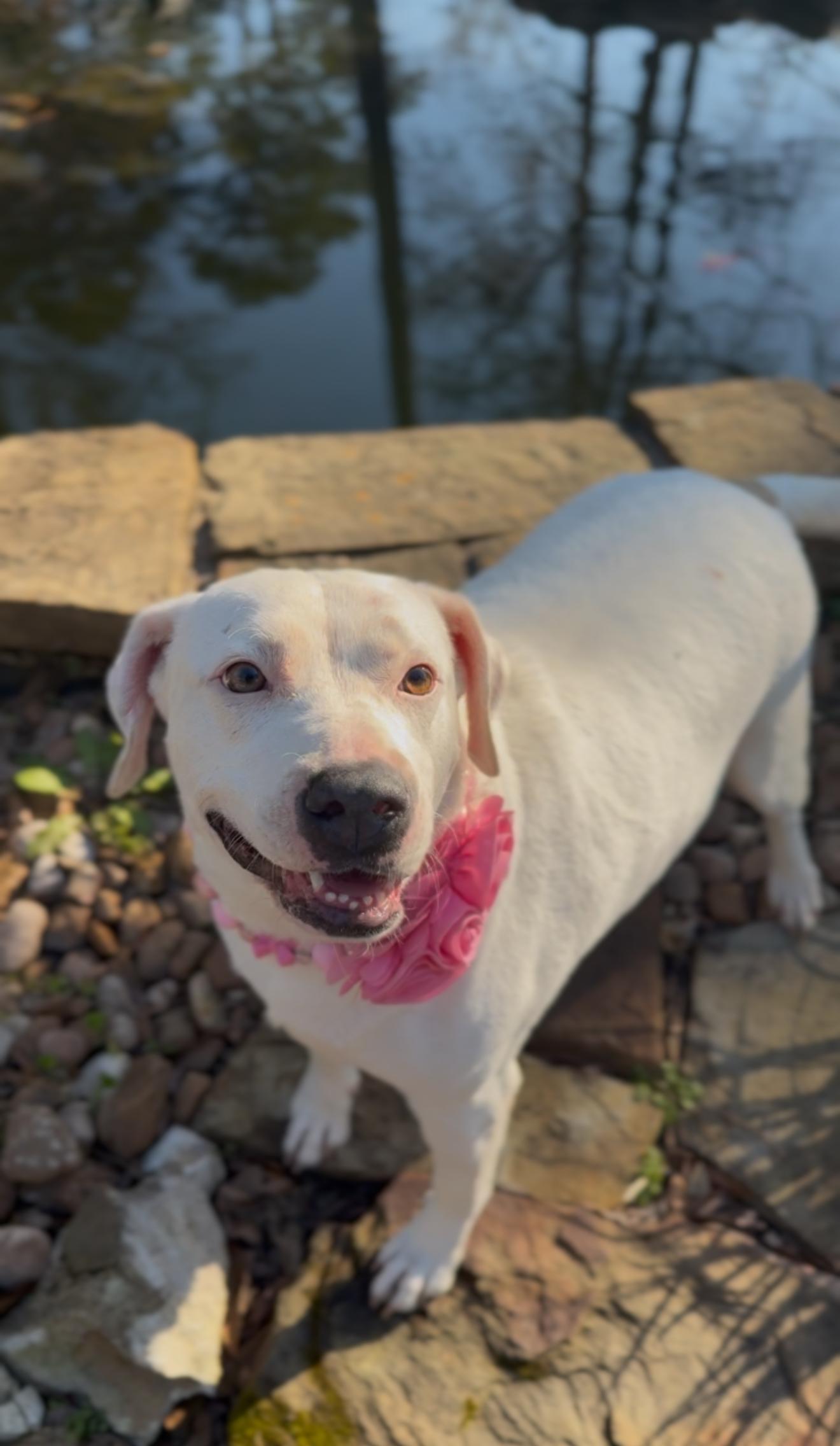 Enlarge Morticia Addams, a Adoptable mixed breed in State College, PA image 2/6