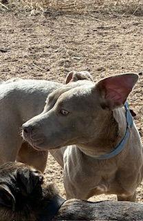 Enlarge Chai, a Adoptable Pit Bull Terrier in Westminster, CO image 1/3