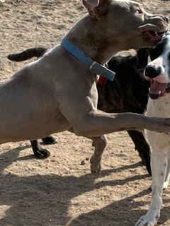 Enlarge Chai, a Adoptable Pit Bull Terrier in Westminster, CO image 2/3
