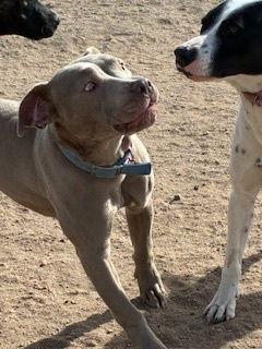 Enlarge Chai, a Adoptable Pit Bull Terrier in Westminster, CO image 3/3
