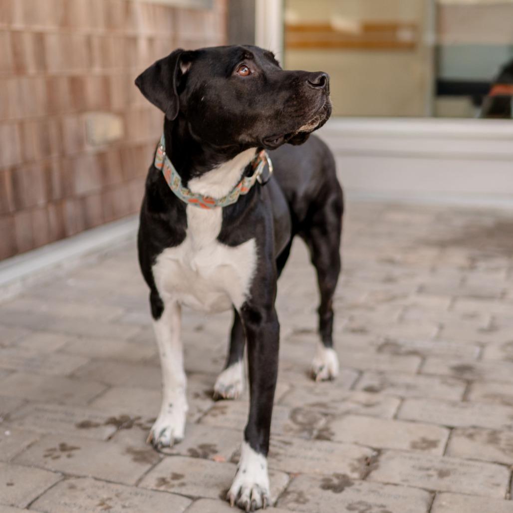 Enlarge Winston, a Adoptable Mixed Breed in Middletown, RI image 1/2