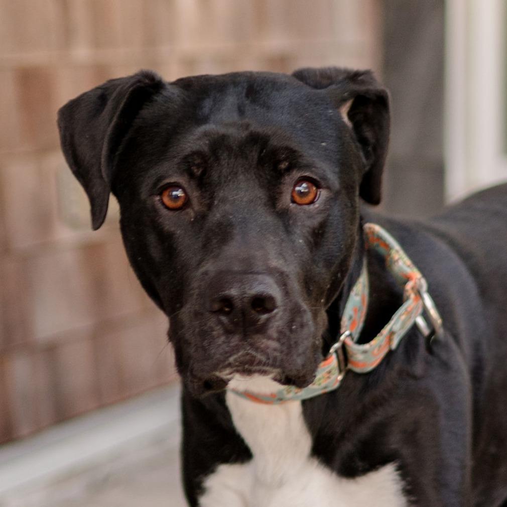 Enlarge Winston, a Adoptable Mixed Breed in Middletown, RI image 2/2