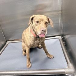 Melanie, Adoptable, Adult Female Mixed Breed.