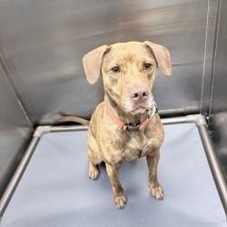Enlarge Melanie, a Adoptable Mixed Breed in Knoxville, TN image 2/3