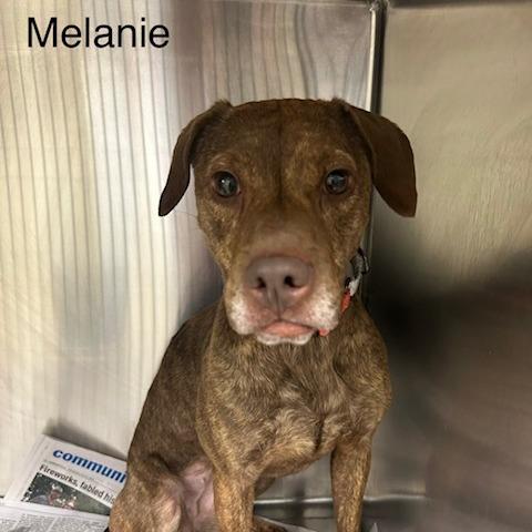 Enlarge Melanie, a Adoptable Mixed Breed in Knoxville, TN image 3/3