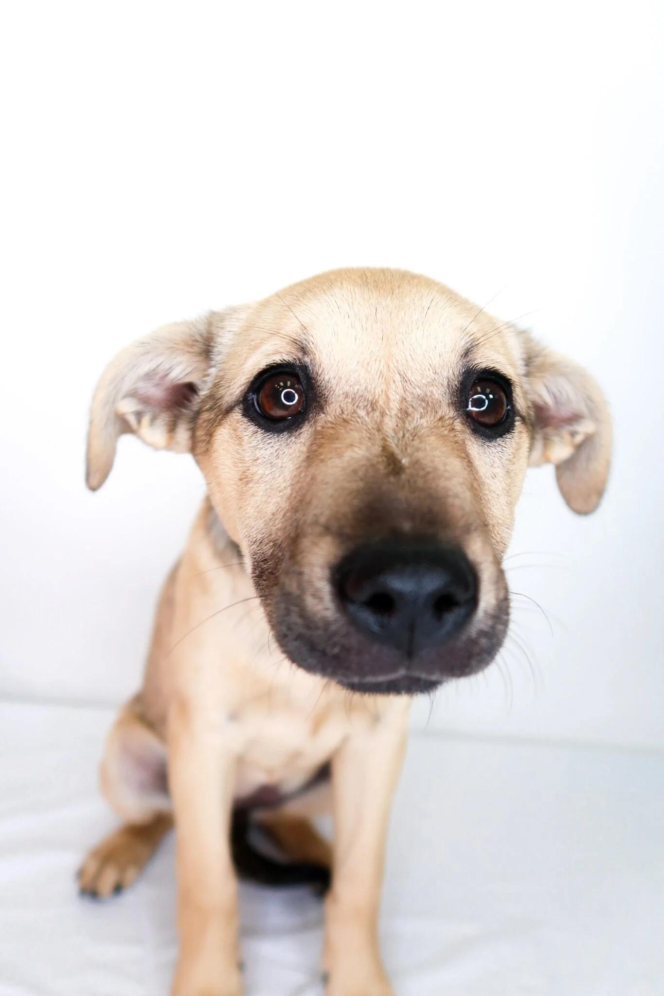 Enlarge Nori, an adopted mixed breed in Bixby, OK image 2/6